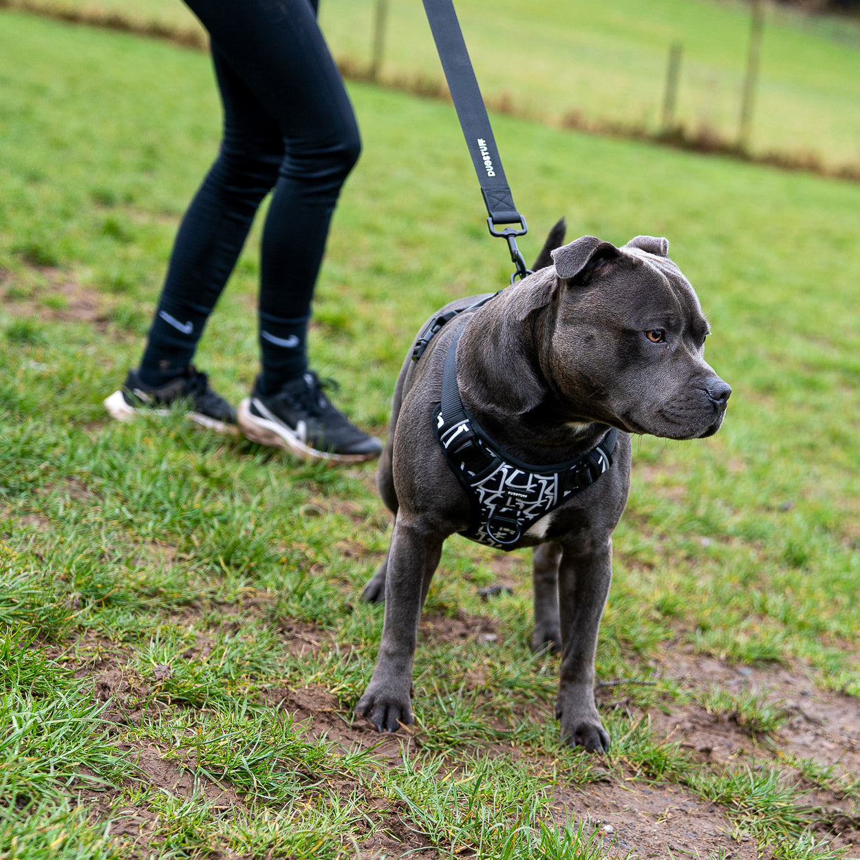 Original Harness and Lead set